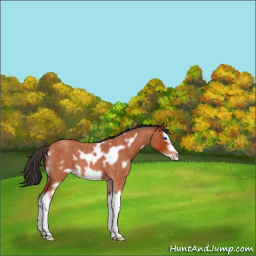 Horse Color:White Spotted Brown Roan Splash Frame Appaloosa 