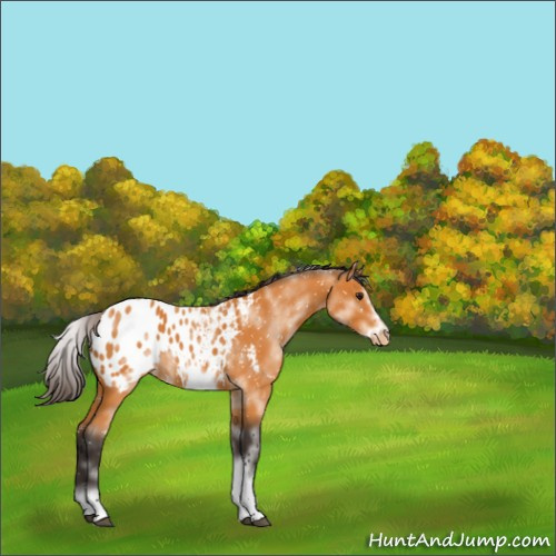 Horse Color:White Spotted Buckskin Splash Frame Appaloosa 
