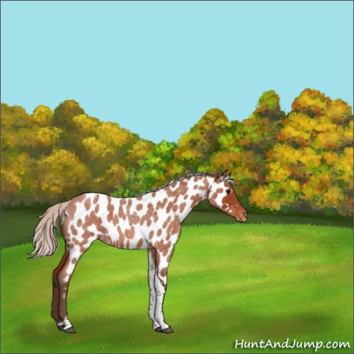 Horse Color:Silver Bay Roan Tobiano Appaloosa 