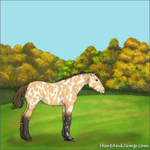 Horse Color:White Spotted Buckskin Appaloosa
