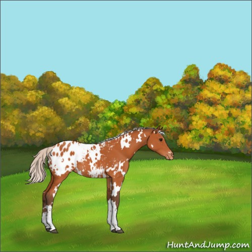 Horse Color:White Spotted Silver Bay Appaloosa 