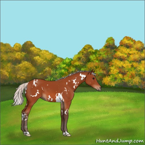 Horse Color:White Spotted Silver Bay 