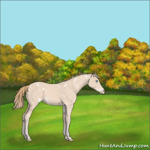 Horse Color:White Spotted Perlino 