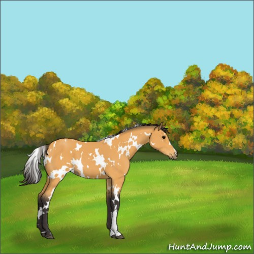 Horse Color:White Spotted Buckskin 