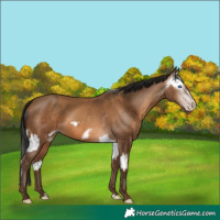 Horse Color:Gray Silver Classic Champagne Splash  and Gray Amber Champagne Frame 