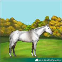 Horse Color:Gray Silver Brown Dun Tobiano 
