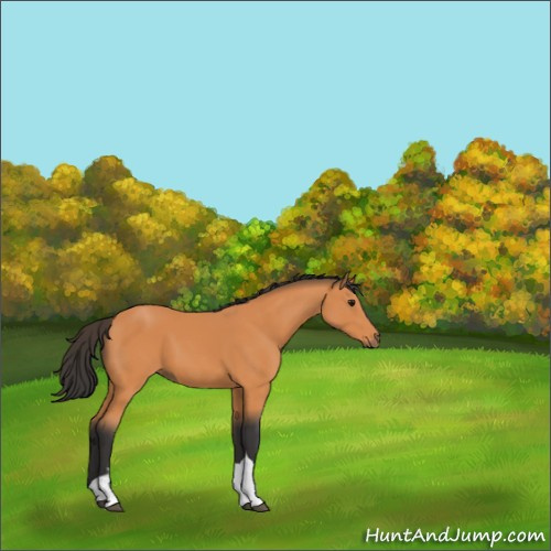 Horse Color:Bay 