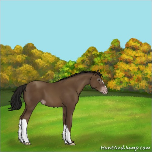 Horse Color:Gray Classic Champagne 