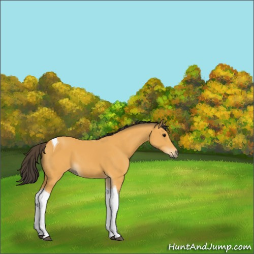 Horse Color:Buckskin Tobiano 