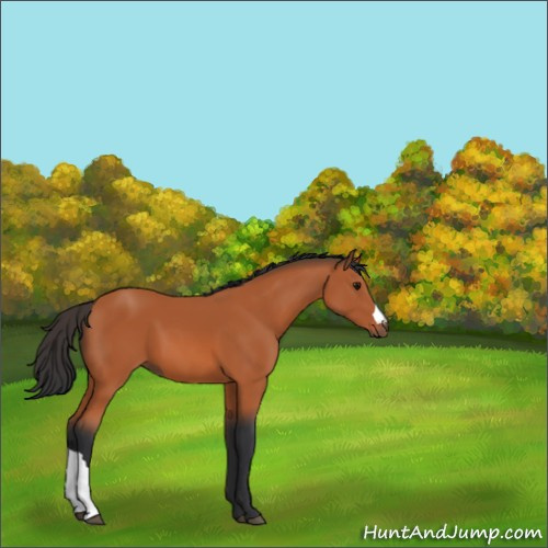 Horse Color:Bay 