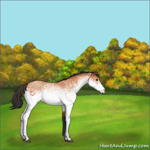 Horse Color:White Spotted Bay 