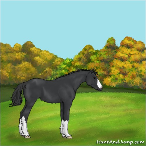 Horse Color:Black 