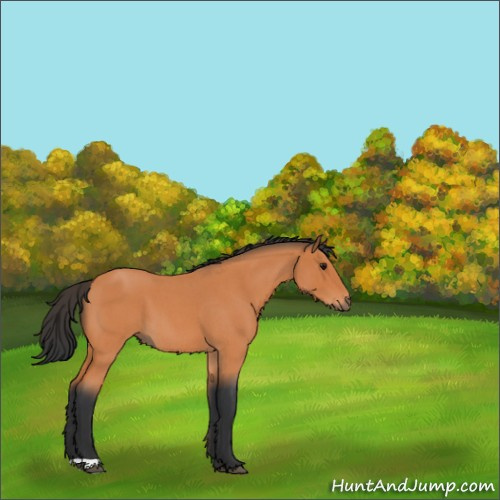 Horse Color:Bay Roan 