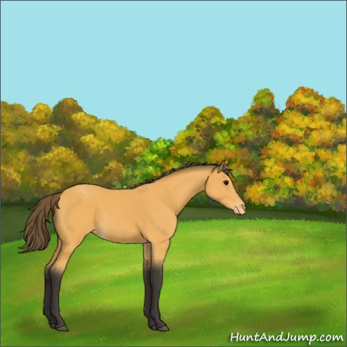 Horse Color:Buckskin Appaloosa 