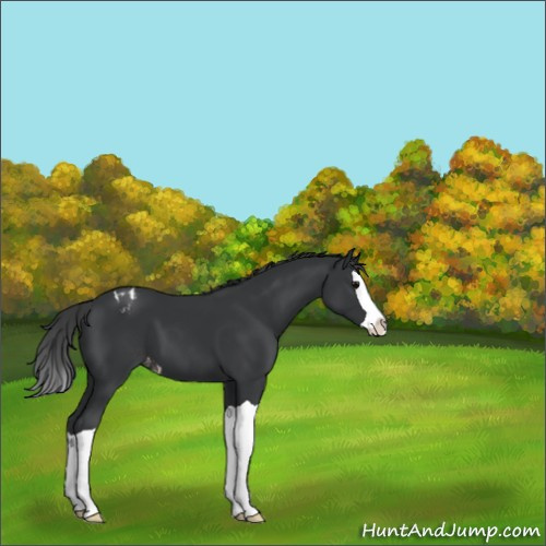 Horse Color:Black Splash Appaloosa 