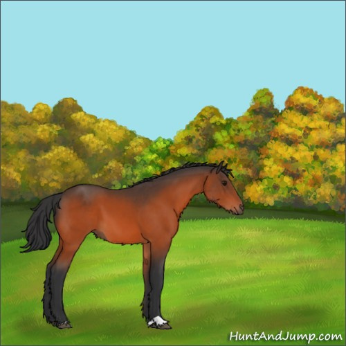 Horse Color:Bay 