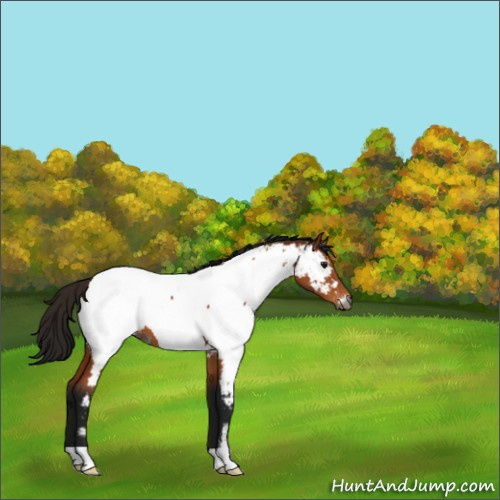 Horse Color:Gray Bay Appaloosa 