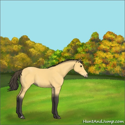 Horse Color:Buckskin 