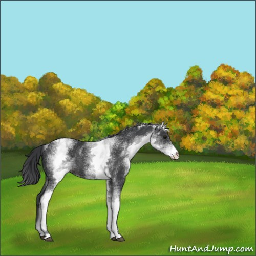 Horse Color:White Spotted Black 
