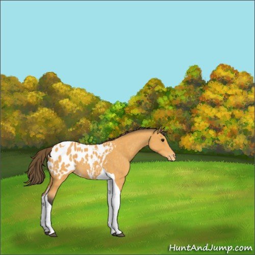Horse Color:Buckskin Tobiano Appaloosa