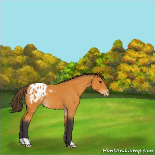 Horse Color:Buckskin Appaloosa 