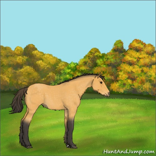 Horse Color:Buckskin Roan 