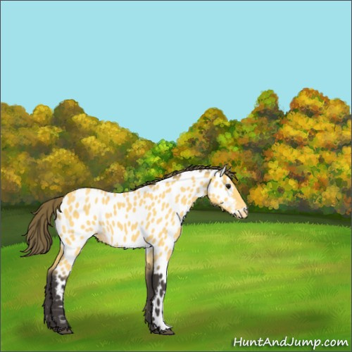 Horse Color:Buckskin Near Leopard