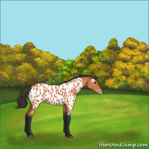 Horse Color:Bay Appaloosa 