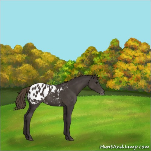 Horse Color:Smoky Black Appaloosa 
