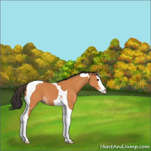 Horse Color:Bay Splash Tobiano 