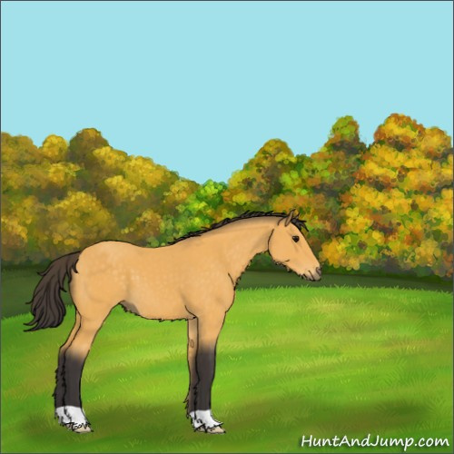 Horse Color:Buckskin 