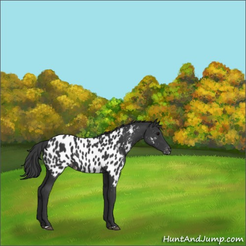 Horse Color:Black Appaloosa 