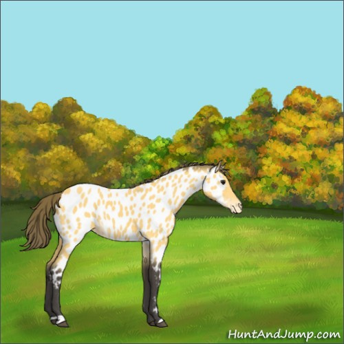 Horse Color:Buckskin Appaloosa 