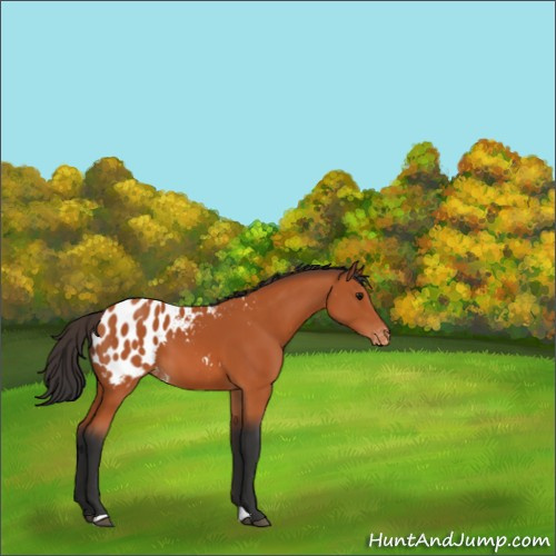 Horse Color:Bay Appaloosa