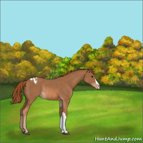 Horse Color:Chestnut Appaloosa Rabicano 