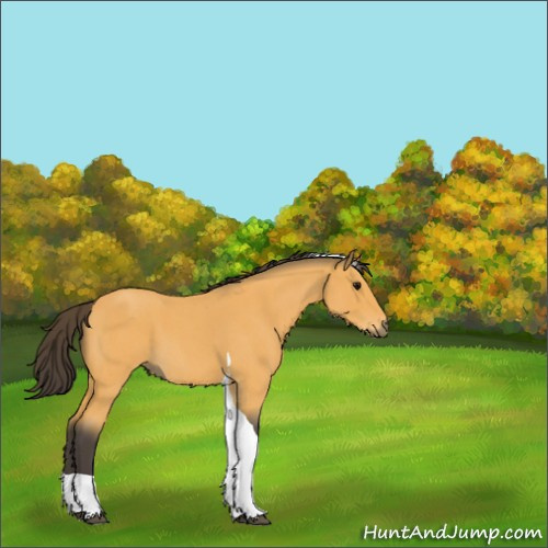 Horse Color:Buckskin Roan Tobiano 