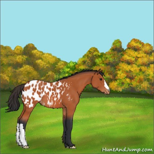 Horse Color:Bay Appaloosa 