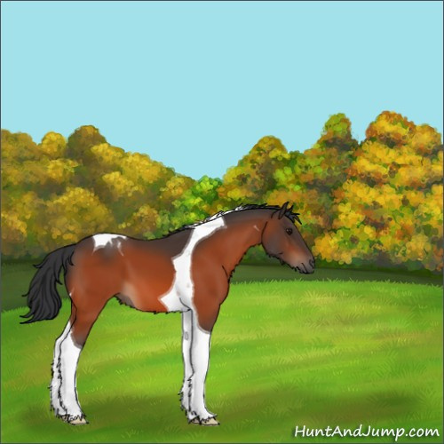 Horse Color:Bay Tobiano 