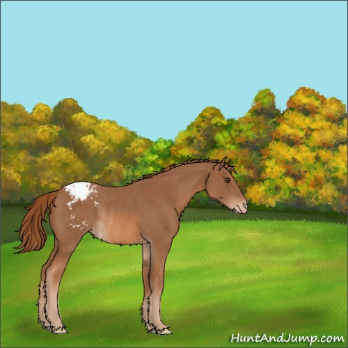 Horse Color:Chestnut Appaloosa Rabicano