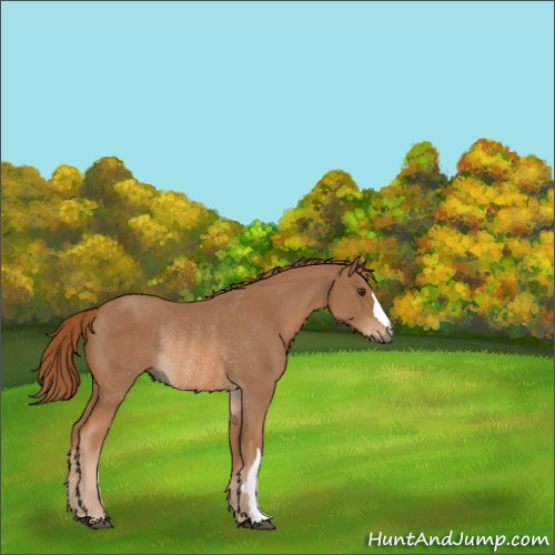 Horse Color:Chestnut Rabicano 