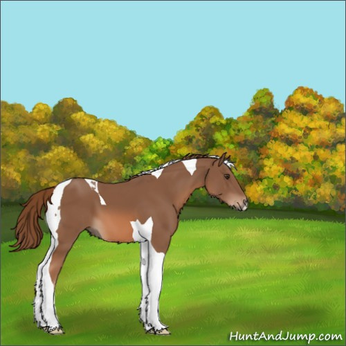 Horse Color:Chestnut Tobiano