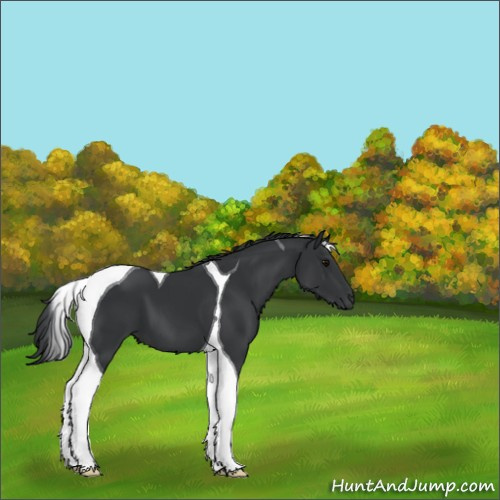 Horse Color:Black Tobiano 