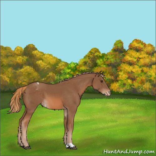 Horse Color:Chestnut Appaloosa