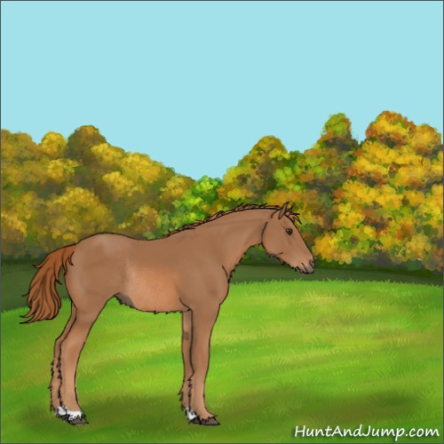 Horse Color:Chestnut Rabicano 