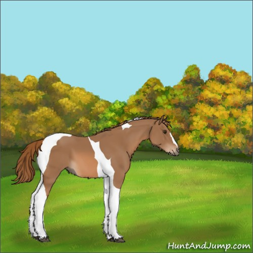 Horse Color:Chestnut Tobiano