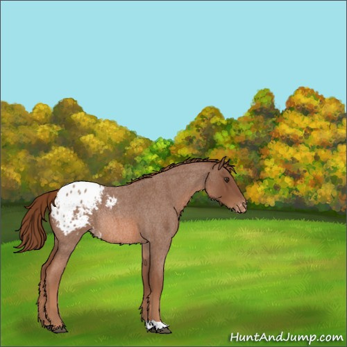 Horse Color:Red Roan Appaloosa Rabicano 