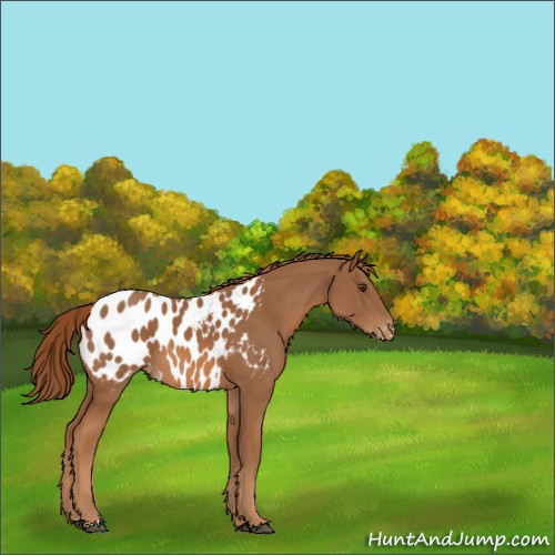 Horse Color:Chestnut Appaloosa 