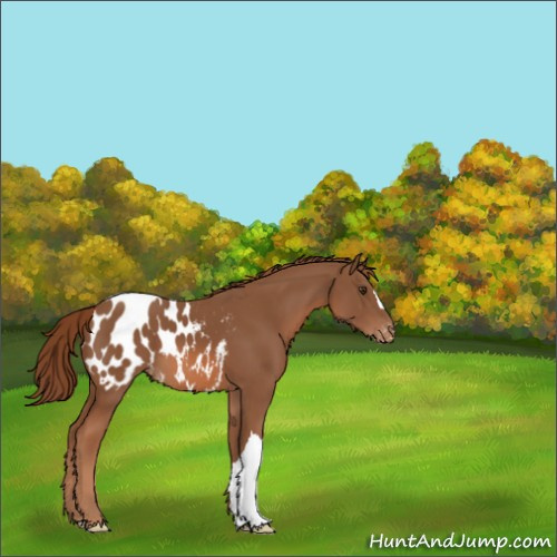 Horse Color:Chestnut Appaloosa