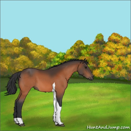 Horse Color:Bay Tobiano 