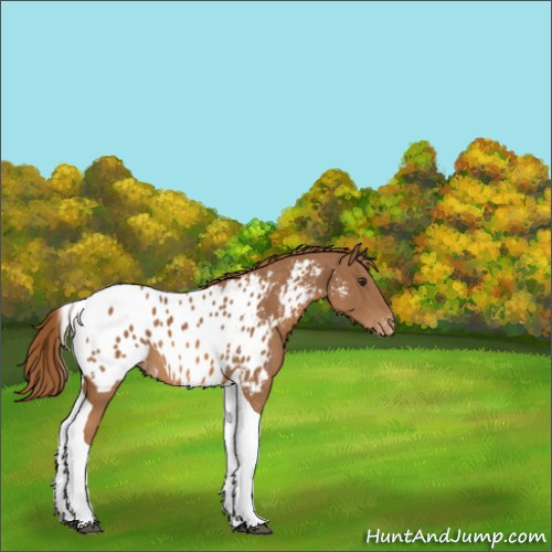 Horse Color:Chestnut Tobiano Appaloosa 